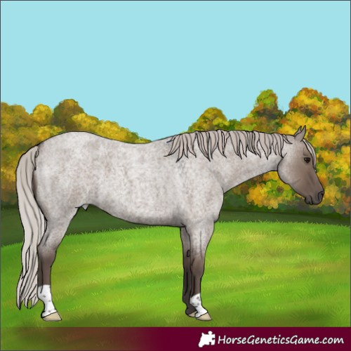 Horse Color:Silver Grullo Roan 