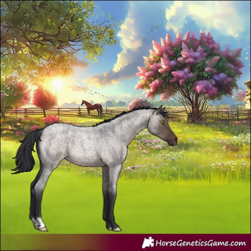 Horse Color:Brown Roan Dun 