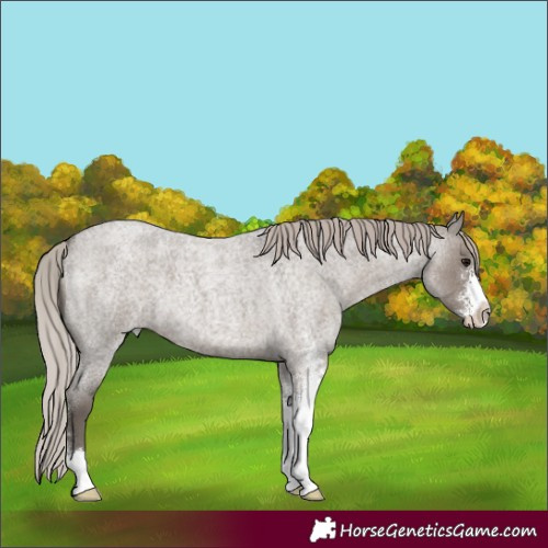 Horse Color:Silver Grullo Roan Sabino 