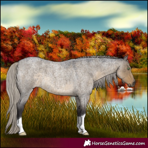 Horse Color:Silver Smoky Grullo Roan 