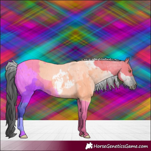 Horse Color:Grullo Roan 