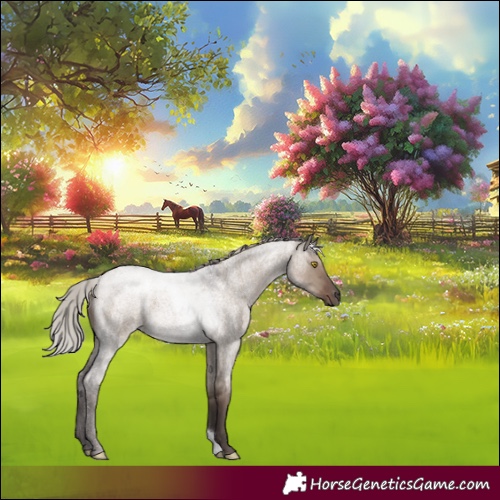 Horse Color:Silver Grullo Roan 