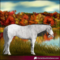Horse Color:Grullo Roan Sabino 
