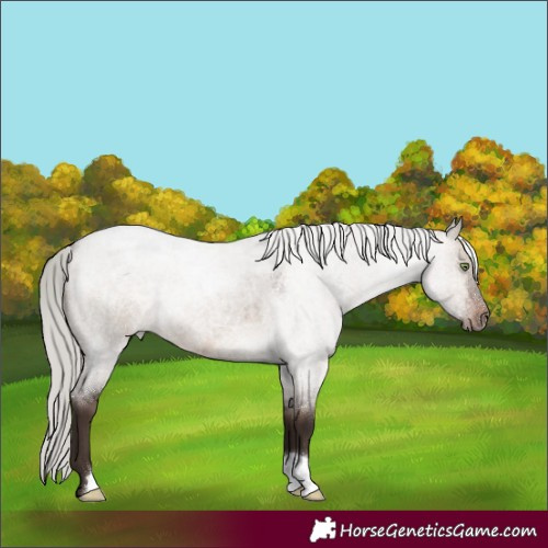 Horse Color:Silver Brown Roan Dun 