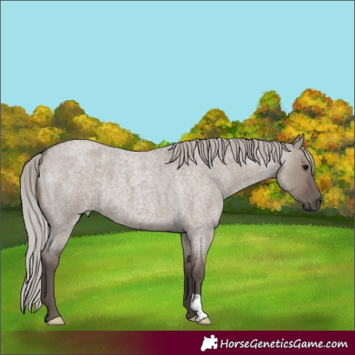 Horse Color:Silver Grullo Roan 