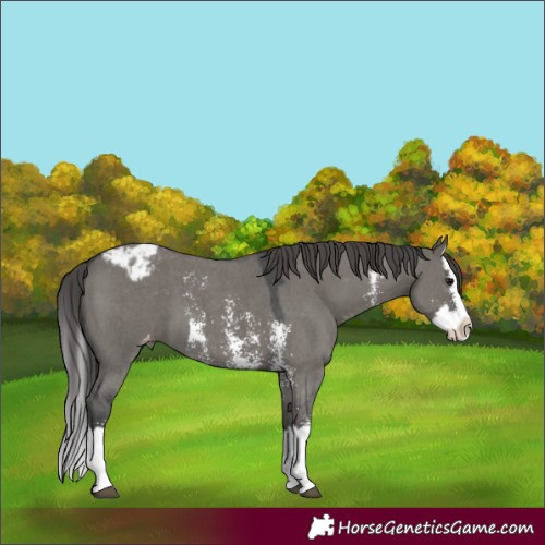Horse Color:Grullo Sabino Splash Blanket 