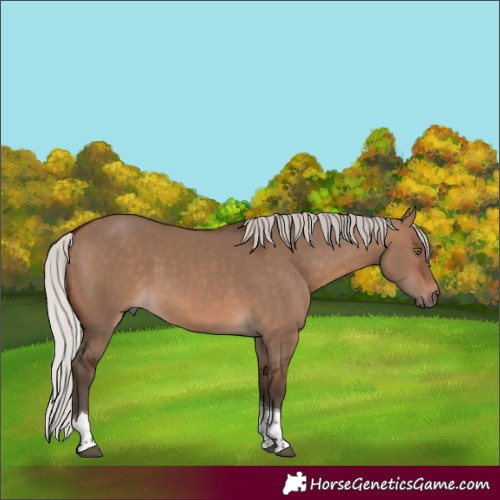 Horse Color:Silver Brown Dun Tobiano 