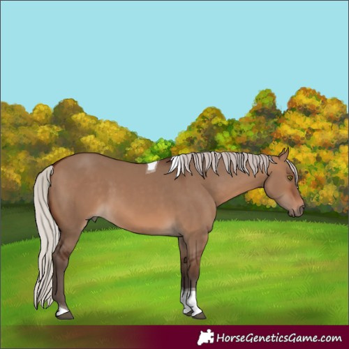 Horse Color:Silver Brown Dun Tobiano 