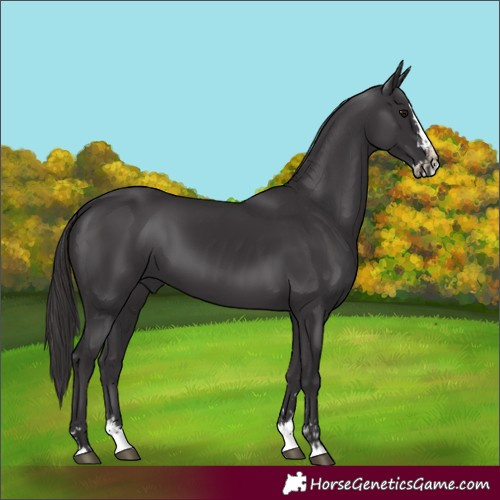 Horse Color:Smoky Black  and Smoky Black Splash 
