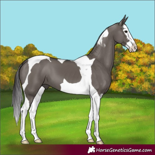 Horse Color:Smoky Grullo Splash Tobiano 