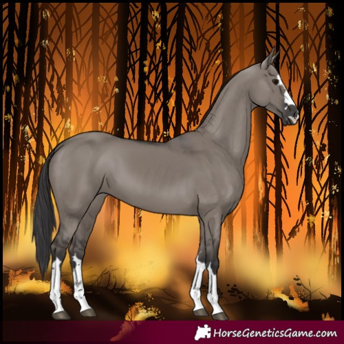 Horse Color:Smoky Grullo 