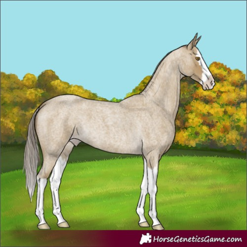 Horse Color:Classic Cream Champagne Roan Splash