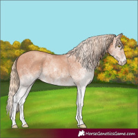 Horse Color:White Spotted Gold Champagne