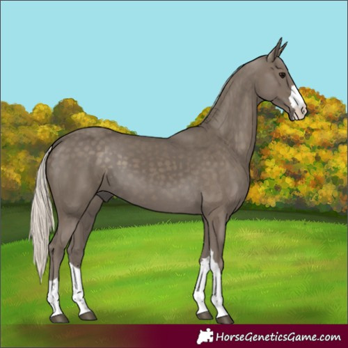 Horse Color:Silver Smoky Black