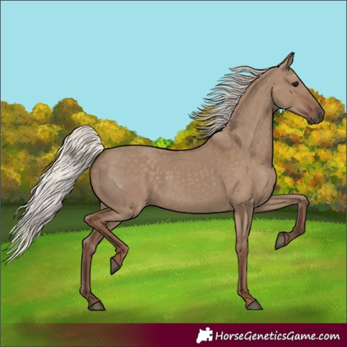 Horse Color:Silver Grullo Rabicano 