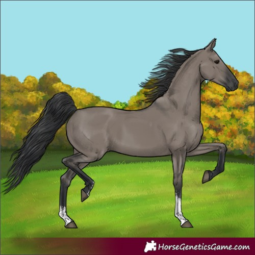 Horse Color:Unknown 