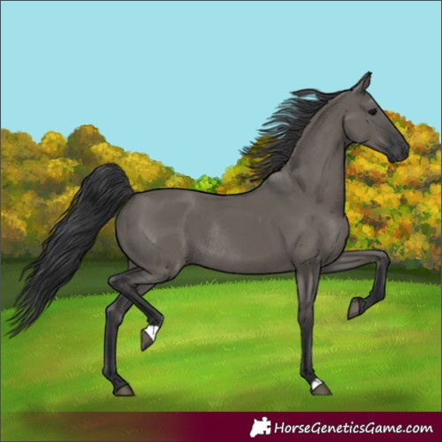 Horse Color:Grullo Rabicano 