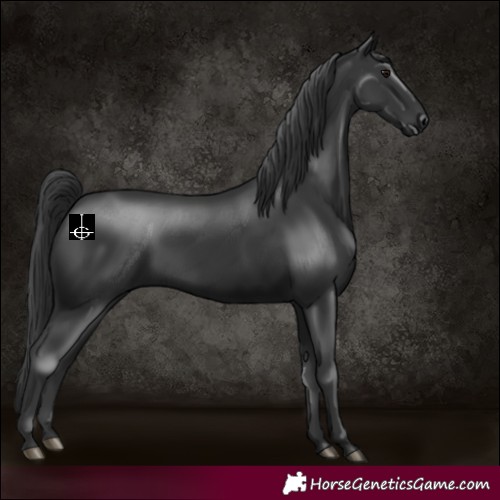 Horse Color:Black 