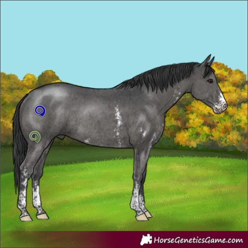 Horse Color:Black Sabino Rabicano 