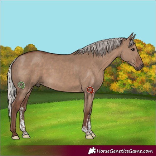 Horse Color:Silver Grullo Sabino 