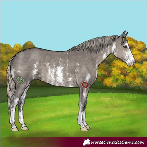 Horse Color:Silver Smoky Grullo Sabino