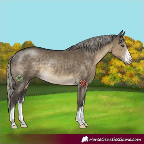 Horse Color:White Spotted Silver Smoky Grullo Rabicano 