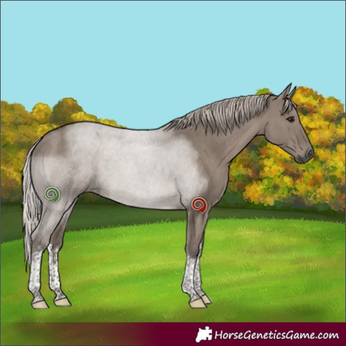 Horse Color:White Spotted Silver Grullo Tobiano