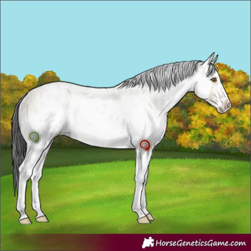 Horse Color:White Spotted Buckskin Dun Rabicano