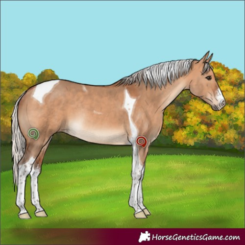 Horse Color:White Spotted Silver Brown Dun Tobiano Rabicano