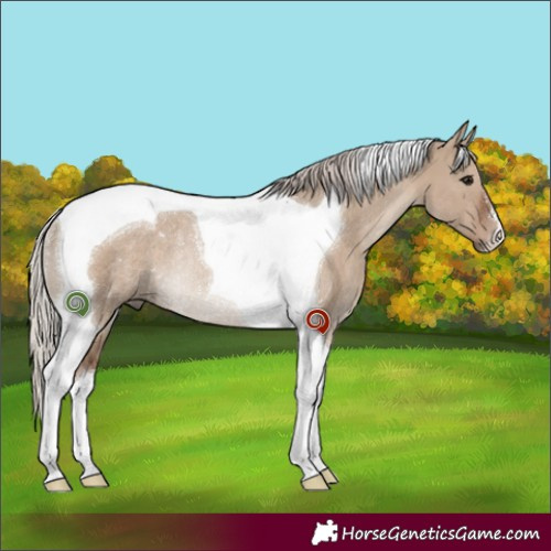Horse Color:Silver Grullo Tobiano Rabicano 