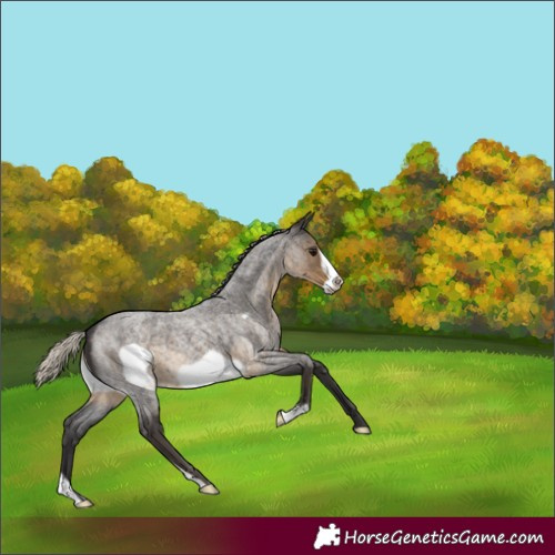 Horse Color:Silver Smoky Blue Roan Frame 