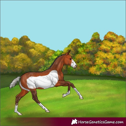 Horse Color:Silver Bay Frame
