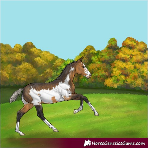 Horse Color:Silver Buckskin Frame 