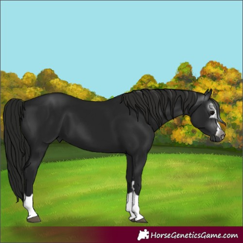 Horse Color:Unknown 