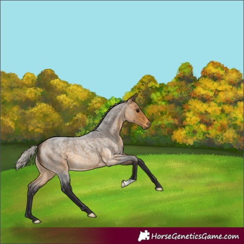 Horse Color:Silver Buckskin Roan 