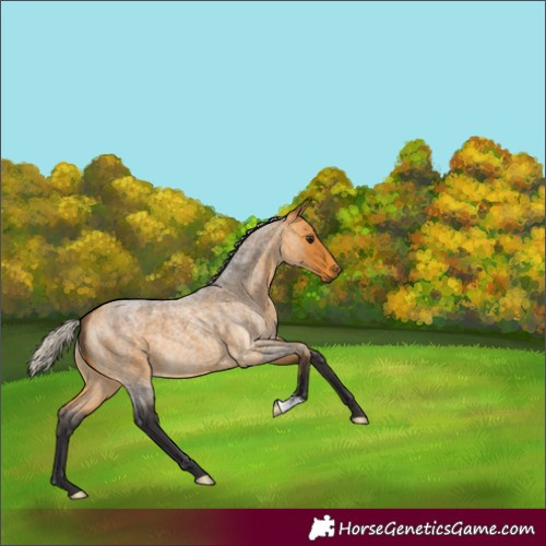 Horse Color:Silver Buckskin Roan 