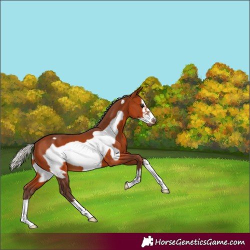 Horse Color:Silver Brown Frame 
