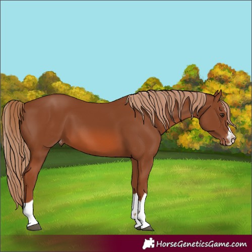 Horse Color:Chestnut Appaloosa 