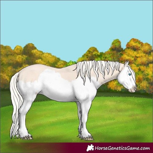 Horse Color:Cremello Splash 