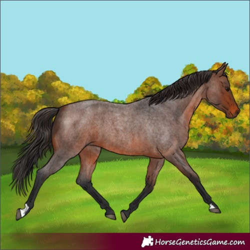 Horse Color:Brown Roan