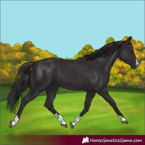 Horse Color:Smoky Black 
