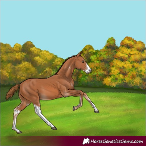 Horse Color:Chestnut Sabino 