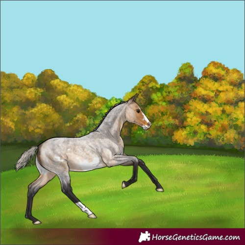 Horse Color:Silver Buckskin Roan Frame 