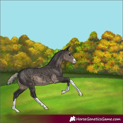 Horse Color:Silver Smoky Black 