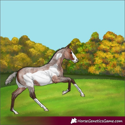 Horse Color:Silver Brown Roan Frame 