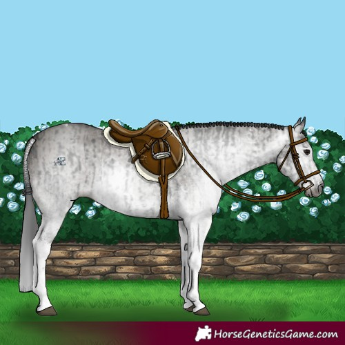 Horse Color:Gray White Spotted Black and Gray White Spotted Grullo