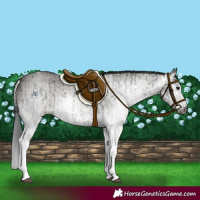 Horse Color:Gray White Spotted Black  and Gray White Spotted Grullo 