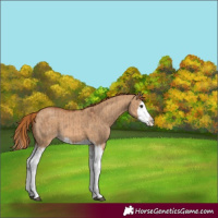 Horse Color:Red Dun Splash  and Red Dun Splash 