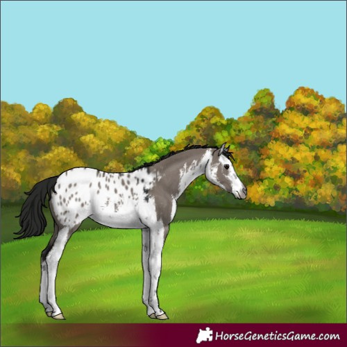 Horse Color:Gray White Spotted Grullo Blanket 