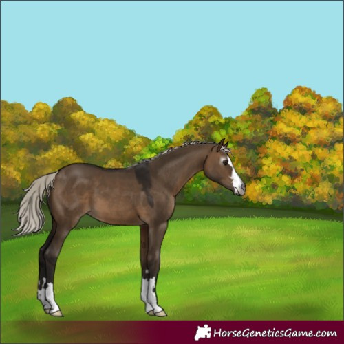 Horse Color:Gray Silver Brown Dun 